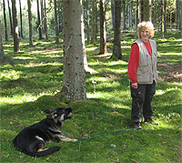 Brukslycke skogen