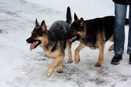 Ska vi jaga kattskrällett ?