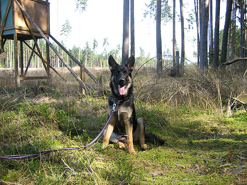Älg spanaren 2009-09-03
