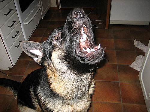 Operasångaren 091126