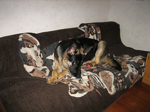 Favo soffan